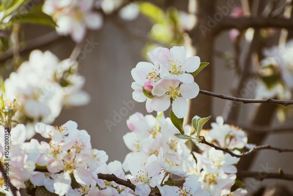 Fototapeta Blooming apple-tree branch close-up in spingtime