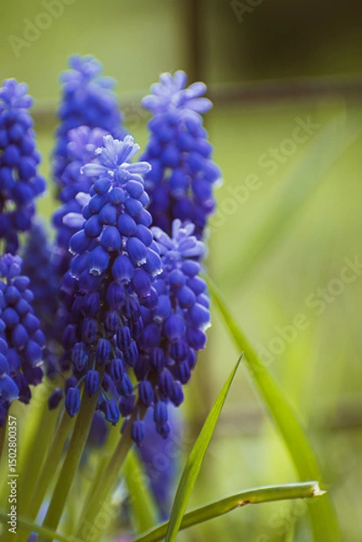 Fototapeta Purple common grape hyacinth background