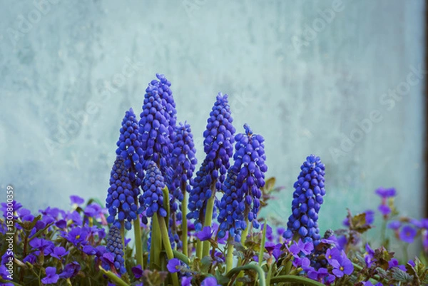 Fototapeta Purple common grape hyacinth background