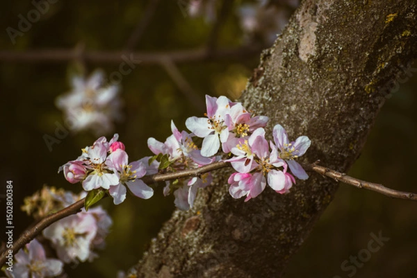 Fototapeta Blooming apple-tree branch close-up in spingtime
