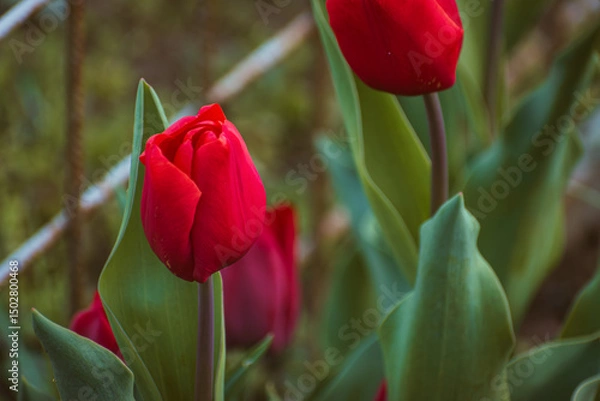 Fototapeta Colorful tulip background