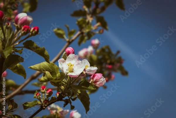 Fototapeta Blooming apple-tree branch close-up in spingtime
