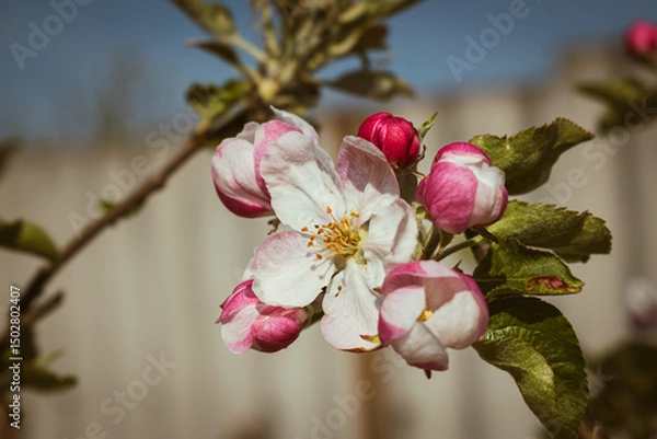 Fototapeta Blooming apple-tree branch close-up in spingtime
