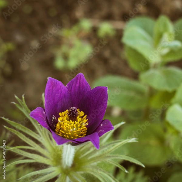Fototapeta Closeup of a purple pasqueflower (pulsatilla) blooming in a garden in spring