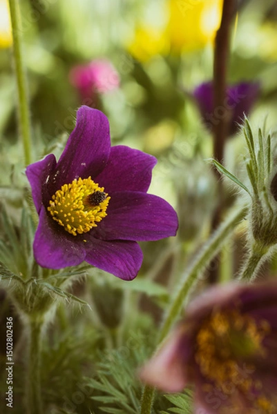 Fototapeta Closeup of a purple pasqueflower (pulsatilla) blooming in a garden in spring