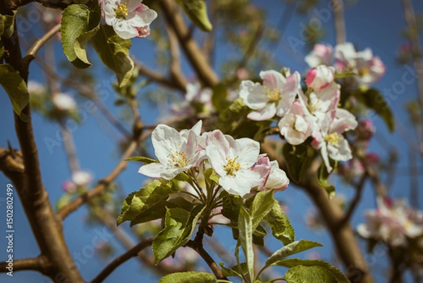 Fototapeta Blooming apple-tree branch close-up in spingtime