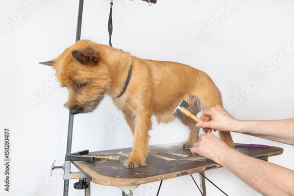 Obraz groomer combing wool of spitz in salon, grooming master cuts and shaves, cares for a dog in professional salon for pets. High quality photo