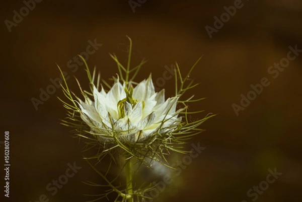 Fototapeta Close-up of white nigella damascena flower