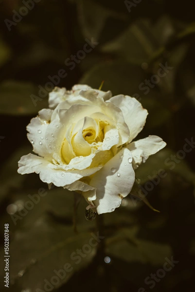 Fototapeta Delicate white rose blooming in the garden