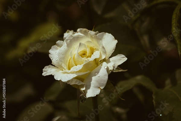 Fototapeta Delicate white rose blooming in the garden