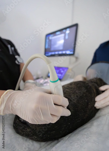 Fototapeta A veterinarian wearing gloves uses an ultrasound scanner on a dog in a veterinary clinic, another veterinarian holds the dog, and a monitor showing an ultrasound image is shown in the background.