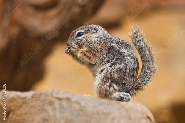 Obraz Squirrel eating a walnut