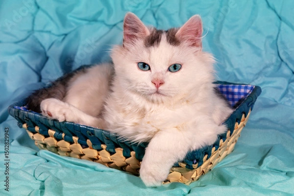 Obraz Portrait of a cute white kitten in a basket on a blue blanket