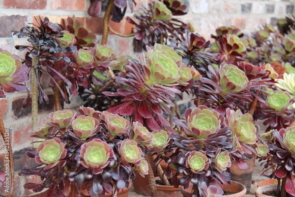 Obraz A Display of Red and Green Succulent Plants.