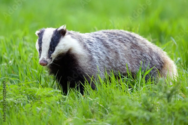 Obraz European badger (Meles meles) in the forest meadow