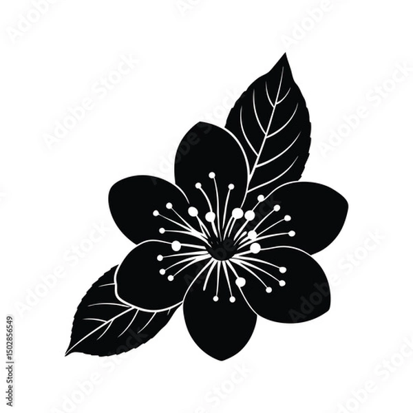 Obraz Cherry flower with leaf on white background vector illustration