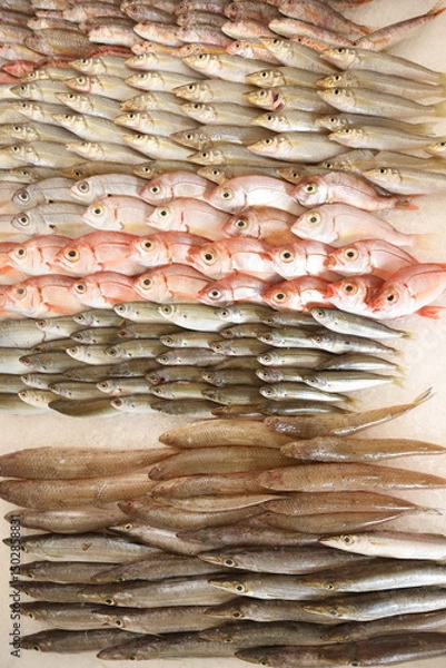 Fototapeta Colorful rows of fresh fish arranged neatly for seafood market.
