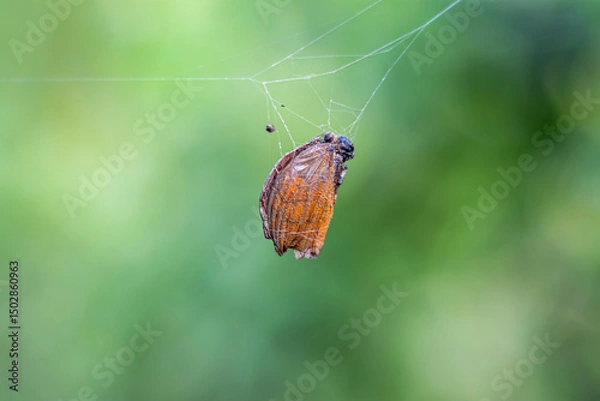 Obraz The butterfly hangs still in the spiders web, its once vibrant wings caught