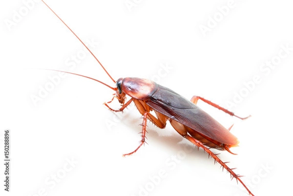 Fototapeta cockroach