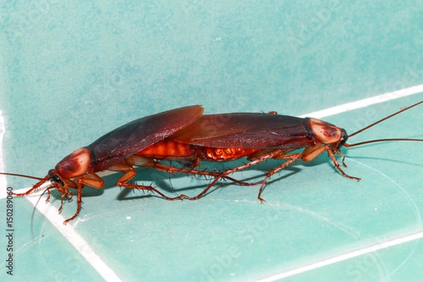 Obraz Cockroaches are breeding