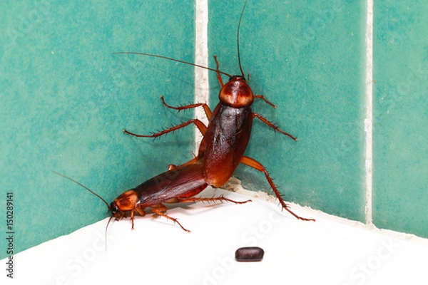 Obraz Cockroaches are breeding