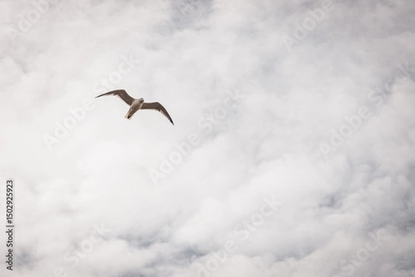Fototapeta Seagulls Soaring Over Wangerooge – Coastal Wildlife and Scenic Views on the German North Sea