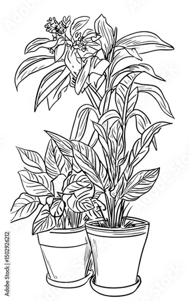 Obraz Different houseplants in flower pots on white background
