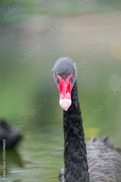 Fototapeta Close-up of a Black Swan