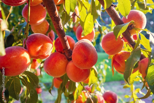 Obraz Peaches on a branch in the garden. Nature background. Harvest of ripe peaches