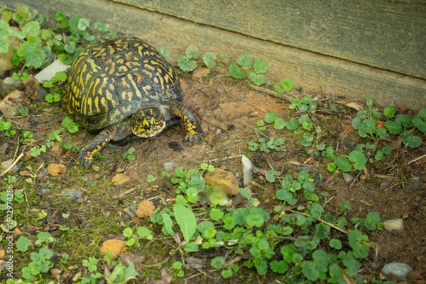 Obraz Eastern box turtle, Terrapene carolina carolina, on the ground near a building.