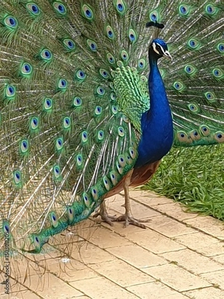 Fototapeta Closeup of a peacock in the garden