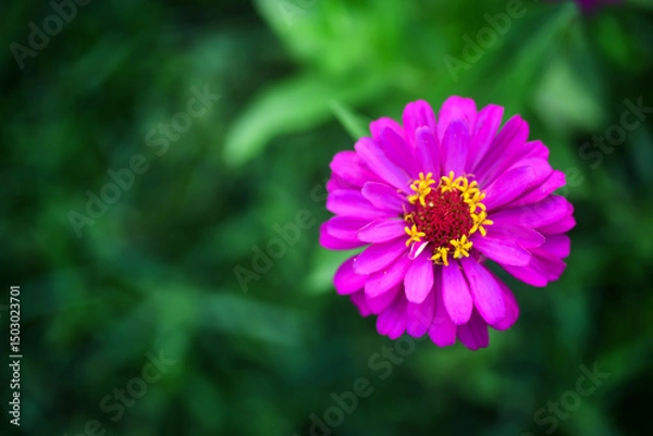 Fototapeta pink cosmos flower