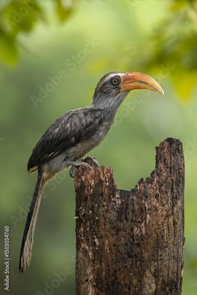 Fototapeta Malabar grey hornbill perched on a tree stump