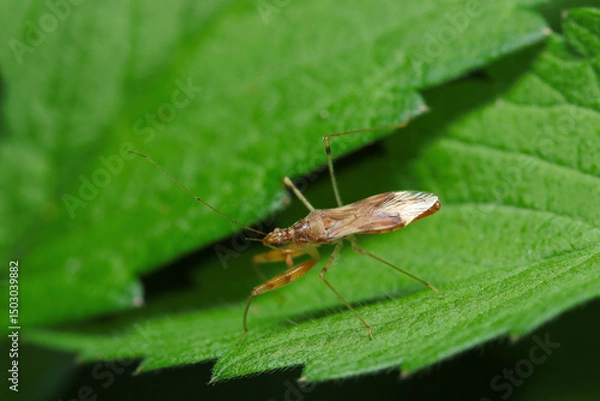 Obraz 森の葉上にアカマキバサシガメの成虫（自然環境下ストロボマクロ撮影）