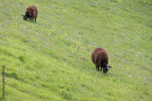 Fototapeta Two Black sheep on a hillside in Devon