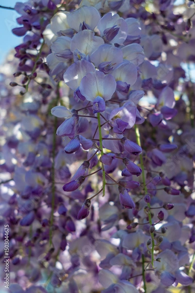 Fototapeta Wisteria with a profusion of blue flowers in springtime