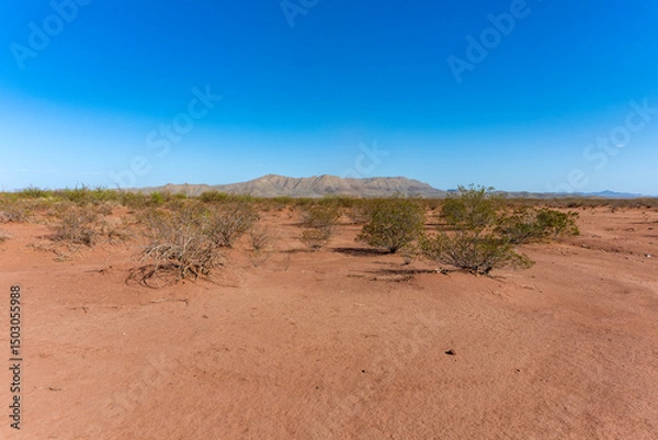 Obraz Blue sky over the Chihuahuan desert in Texas