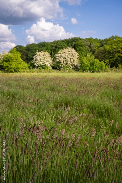 Fototapeta Field with grasses and trees behind. Beautiful view of the English countryside near Farleigh in Surrey, UK. Foreground focus.