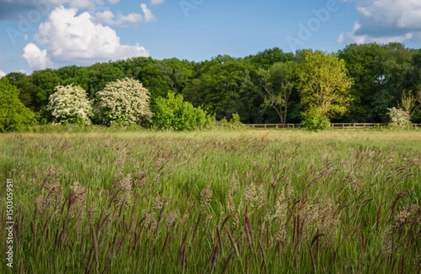 Fototapeta Field with grasses and trees behind. Beautiful view of the English countryside near Farleigh in Surrey, UK. Foreground focus.