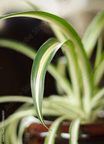 Obraz Healthy spider plant leaves in natural window light