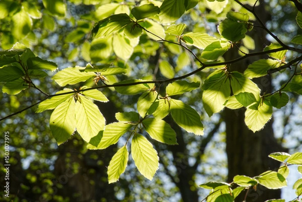 Obraz Springtime Beech tree leaves.