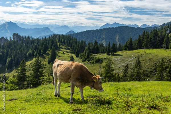 Obraz cow in the mountains
