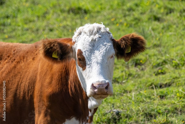 Obraz cow on a meadow