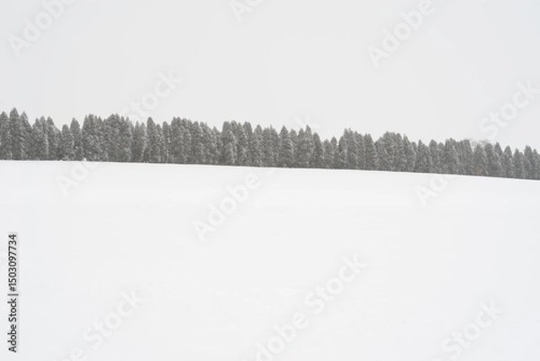 Obraz snow covered trees in winter