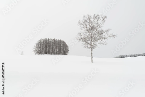 Obraz trees in snow