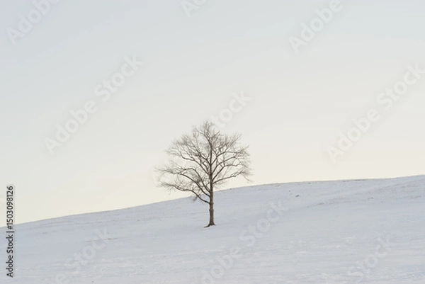 Obraz lonely tree in the snow