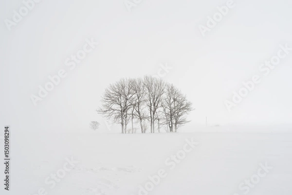 Obraz snow covered trees