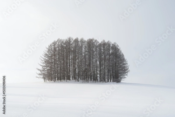 Obraz snow covered trees