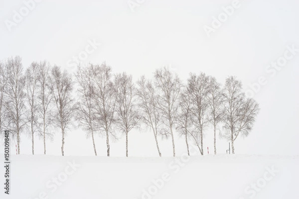 Obraz birch trees in snow