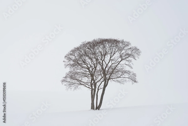 Obraz lonely tree in snow